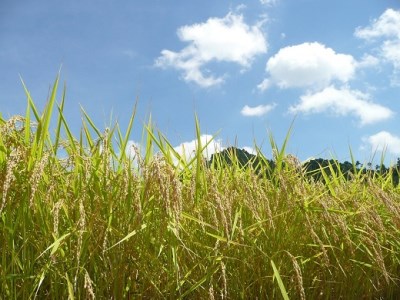 (1024)米　精米　白米　特別栽培米　穂垂米　「コシヒカリ」　5kg　【令和5年産】