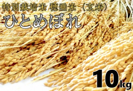 1266)米 玄米 特別栽培米 穂垂米 「ひとめぼれ」 10kg 【令和5