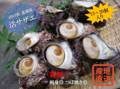 (1065)活サザエ 大 2㎏ 冷蔵 さざえ サザエ 栄螺 配達不可エリア有り 新潟・関東以北配達不可