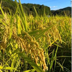 一等米5品種食べ比べ　少量真空パック450g×15個(5品種×各3個)_ 精米 米    ひとめぼれ 米 _【1354257】