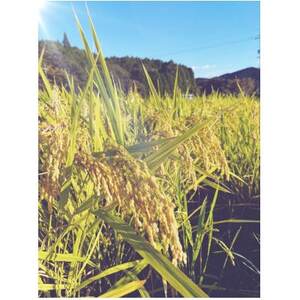 こしひかり　精米5kg【1693700】