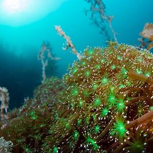 瀬戸内海・ニホンアワサンゴの群生地でファンダイビング!(2ビーチ)_旅行券・チケット ダイビング 体験チケット _【1121452】