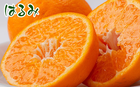 せとみ＆はるみの食べ比べ_果物・フルーツ  柑橘 _【1430970】