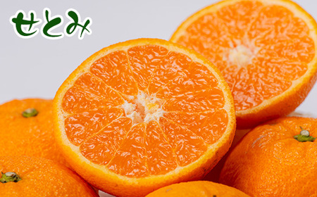 せとみ＆はるみの食べ比べ_果物・フルーツ  柑橘 _【1430970】