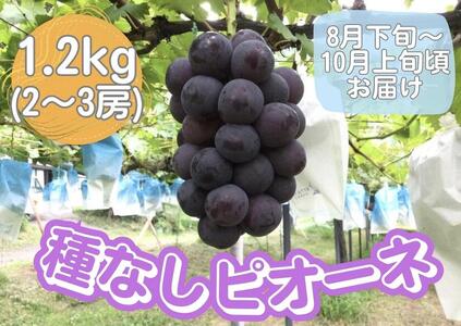 山口県産　種なしピオーネ1.2Kg（2～3房）