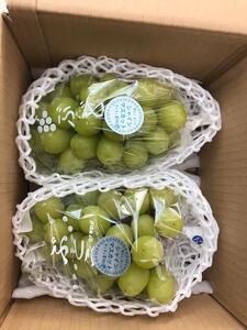 山口県産　冬のシャインマスカット1.2Kg（2～3房）