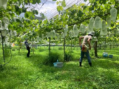 山口県産　冬のシャインマスカット1.2Kg（2～3房）