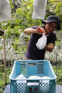 山口県産　冬のシャインマスカット1.2Kg（2～3房）