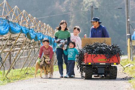 山口県産　冬のシャインマスカット1.2Kg（2～3房）