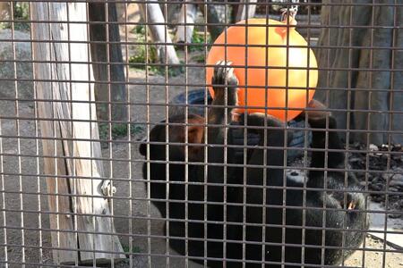 周南市徳山動物園サポーター会員入会券（1名様分）