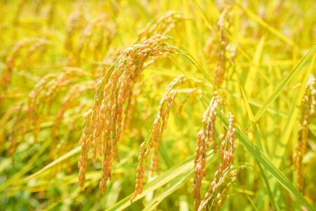 令和7年産 コシヒカリ 5 kg 鹿野高原米 精米