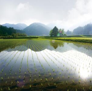 令和7年産 コシヒカリ 5 kg 鹿野高原米 精米