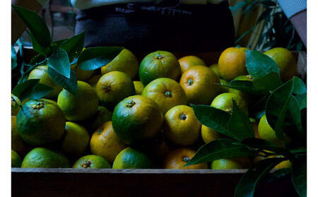 柑橘すだいだいセット3（シロップ2本＆マーマレードジャム2個）　大津島　無添加