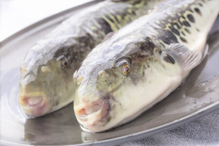 【着日指定可】国産とらふく刺身セット(約1~2人前)