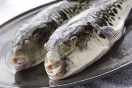 【着日指定可】国産とらふく刺身セット(約2~3人前)