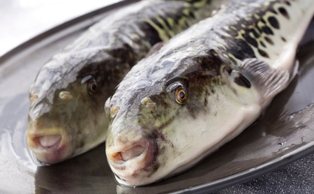 【着日指定可】国産とらふくフルコース1.1尺セット(約5人前)