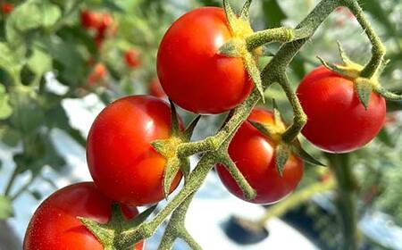 大容量 ごろうのはたけ ミニトマト 2.5kg 高糖度 濃厚 トマト サラダ 山陽小野田 F6L-1318