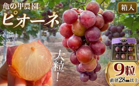 【先行予約】 【農薬・化学肥料不使用】ぶどうの粒 9粒（直径28㎜以上） フルーツ ぶどう 葡萄 ブドウ ピオーネ 有機 無農薬 山口県 山陽小野田市 ふるさと納税 F6L-1078