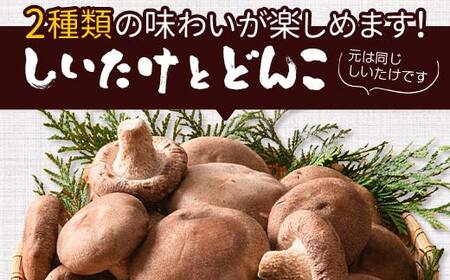 天然水仕込み生しいたけ 2種混合 約500g 農家直送 生しいたけ 椎茸 どんこ 混合 ミックス ご当地 グルメ 食品 1万円以下 F6L-934