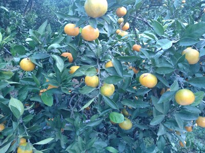 【周防大島産】石地みかん（中生種）10kg