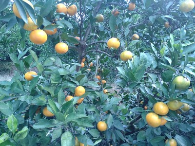 【周防大島産】石地みかん（中生種）10kg