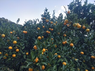 【周防大島産】石地みかん（中生種）10kg