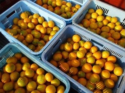 上妻みかん園 温州みかん（約7kg）※サイズ不揃い、傷・シワ・黒点あり