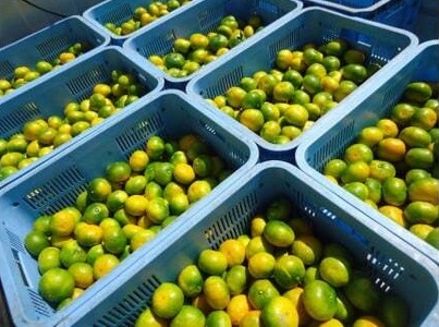 上妻みかん園 温州みかん（約7kg）※サイズ不揃い、傷・シワ・黒点あり