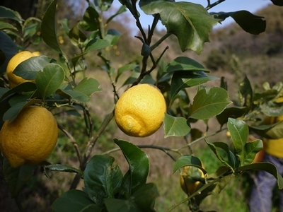 農薬不使用レモン