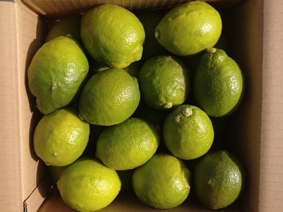 農薬不使用レモン