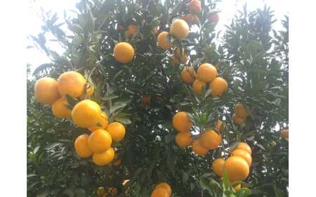 【周防大島産】石地みかん（中生種）5kg