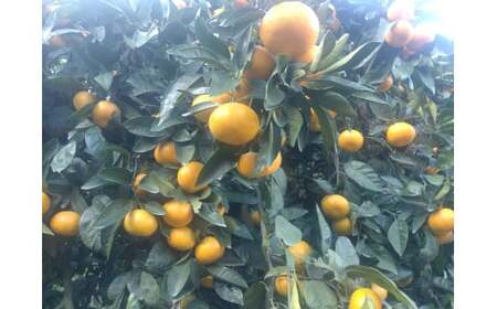 【周防大島産】温州みかん（南柑４号） 10kg