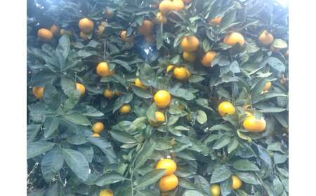 【周防大島産】温州みかん（南柑４号） 10kg