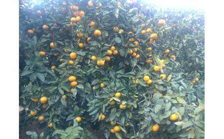 【周防大島産】温州みかん（南柑４号） 5kg