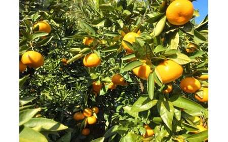 【周防大島産】大津４号（高糖系） 5kg