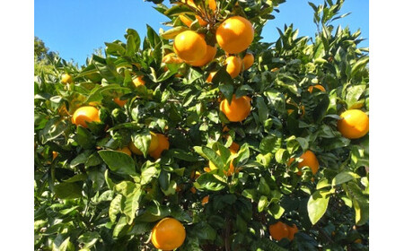 【周防大島産】大津４号（高糖系） 5kg