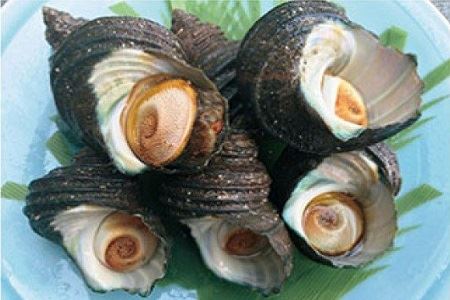 周防大島産のべっぴんさざえ【天然活・刺身用大サイズ】5個