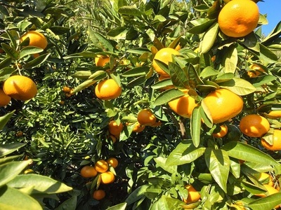 【周防大島産】大津４号（高糖系） 10kg