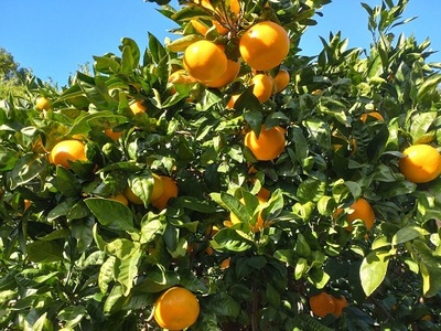 【周防大島産】大津４号（高糖系） 10kg