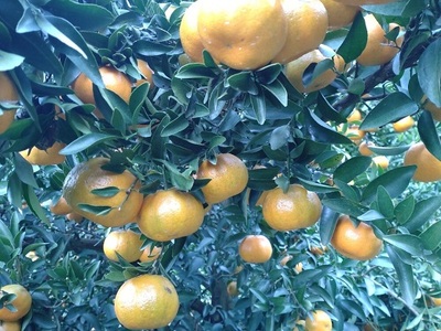 【周防大島産】太田ポンカン（晩柑類） 10kg