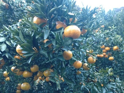 【周防大島産】太田ポンカン（晩柑類） 10kg