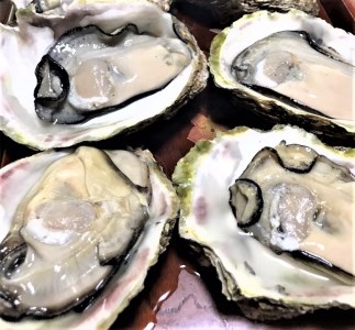 ★期間限定★手のひらサイズで開けやすい!天然!殻付き岩牡蠣 7個【先行受付開始!2026年5月15日以降のお届け】