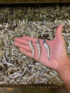 周防大島 イリコセット