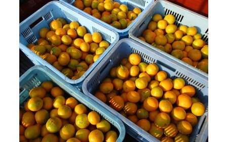 上妻みかん園 温州みかん(約3kg)※サイズ不揃い、傷・シワ・黒点あり