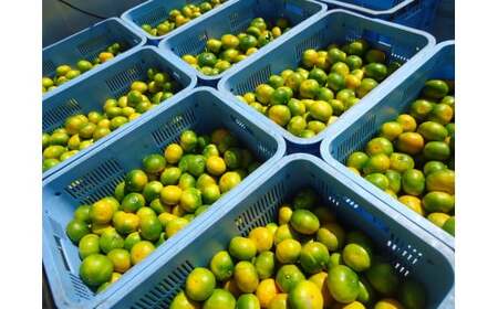 上妻みかん園 温州みかん(約3kg)※サイズ不揃い、傷・シワ・黒点あり