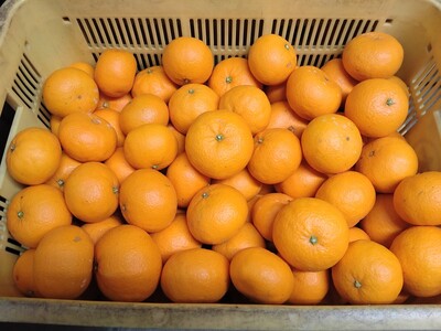 【周防大島産】せとみ(晩柑類) 5kg