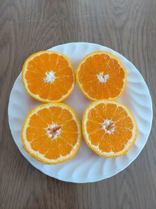 【周防大島産】せとみ(晩柑類) 5kg