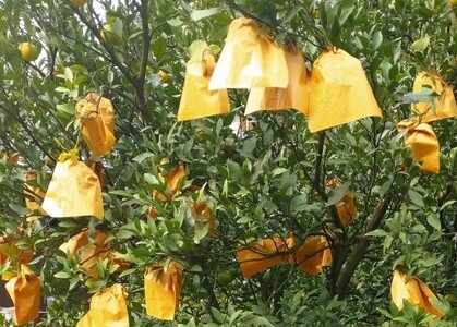 【周防大島産】せとみ(晩柑類) 5kg