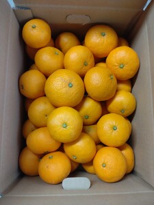 【周防大島産】せとみ(晩柑類) 5kg