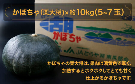 北海道 豊浦町 かぼちゃ 栗大将 約10kg 5～7玉【ふるさと納税 人気 おすすめ ランキング 野菜 その他野菜 かぼちゃ 南瓜 カボチャ 国産 天麩羅 煮つけ ハロウィン おいしい 美味しい 甘い 北海道 豊浦町 送料無料】 TYUL003